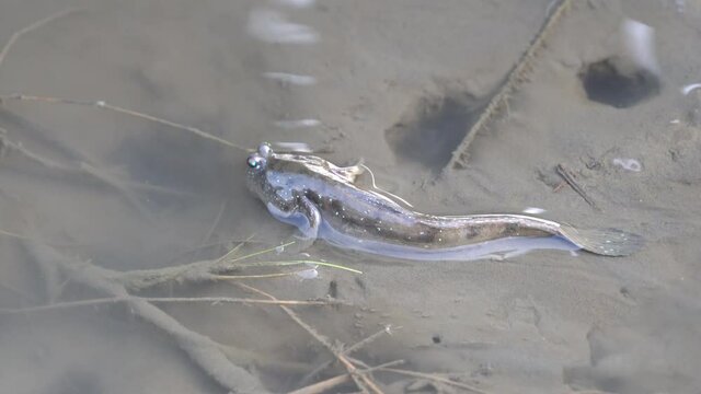 Close up shot of mudskipper at Gaomei wetland preservation area which possesses diverse habitats for organisms, including grass marshes, sands, mud flats and low tidal zones, Taichung, Taiwan.