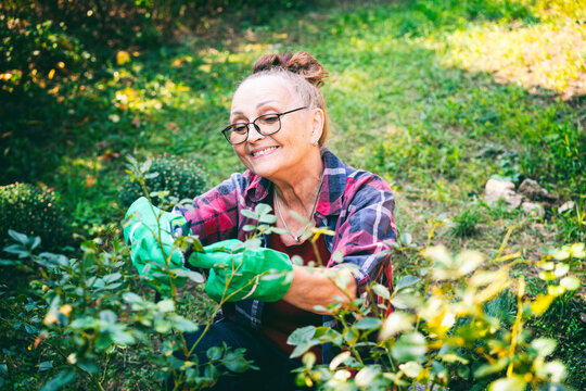 Happy Beautiful Elderly Woman 60 Years Old Prunes Plants In Her Garden Using Pruning Shears