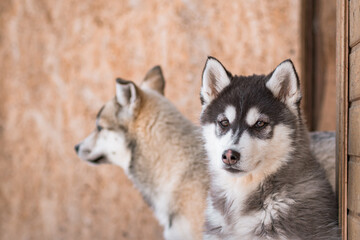 Cute two husky puppies sit and watch everyone in winter
