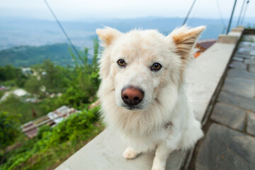 Close-up portrait of the dog sitting on the terrace, Pokhara, Nepal