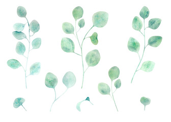 Watercolor botanical set with eucalyptus branches on white background. Hand drawn isolated collection with eucalyptus for wedding decoration, logo, prints and textile.