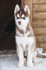 Fototapeta premium Portrait cute husky puppi sit near the wooden wall