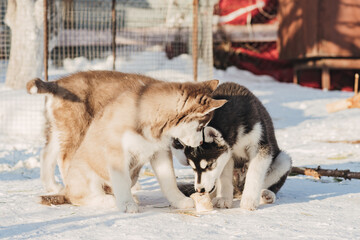 Husky puppy eats a bone to another puppy does not want