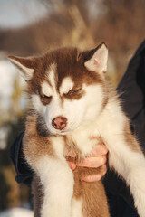 Husky puppy closed eyes close-up winter sunny weather.