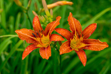 Daylily flowers in the summer garden (hemerocallis fulva)