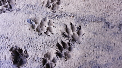 Footprints on sandy beach Footprints on the beach are beautiful and natural. It's the perfect surface for beautiful cover designs or illustrations.