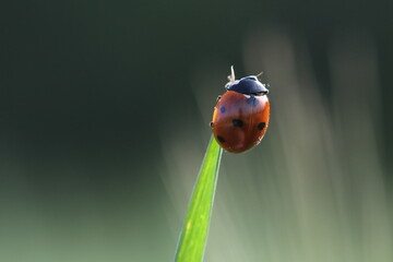 isolated ladybird on grass