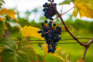 Bunch of colored grapes hanging on Italian vineyard