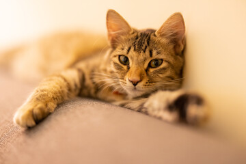 portrait of a tabby cat