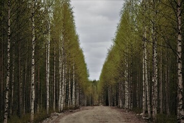 path in the forest