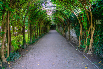 Fototapeta na wymiar Walking alley in the form of a tunnel made of plants.