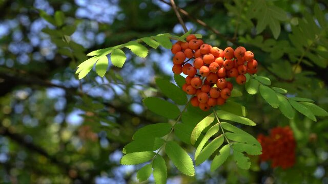 Ripening Rowan fruits in natural ambient (Sorbus Aucuparia) - (4K)