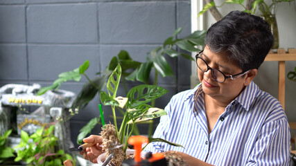 An elderly person or an elderly woman happily takes care of a beloved plant in the home garden. Monstera adansonii one of the indoor plants. © suwanb
