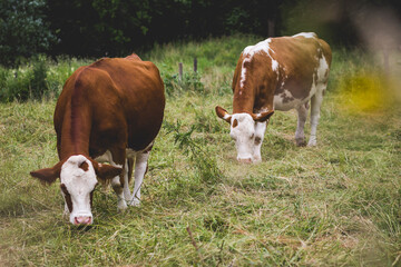 Naklejka na ściany i meble Two brown and white speckled cows grazing