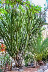 Giant bright and green canary islands cactus trees