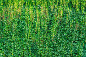 Texture of green plants growing on a vertical wall.