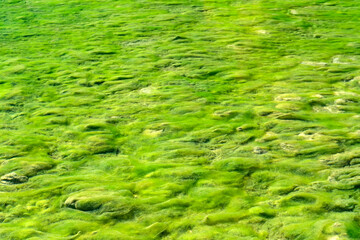 Texture of aquatic plants creeping along the bottom