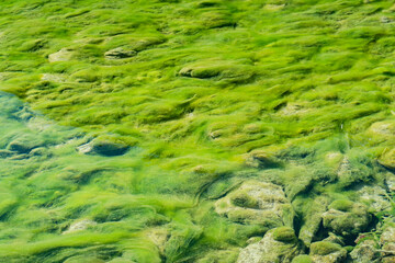 Texture of aquatic plants creeping along the bottom