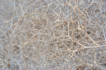 Thorny shrub with withered white twigs in the dunes