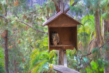 An owl hides from the sun in a house (Spain, zoo)