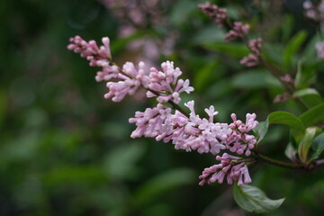 summer lilac