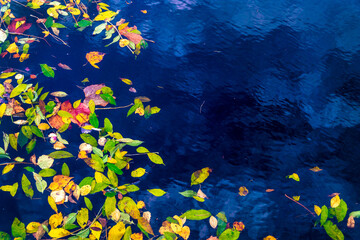 Fototapeta na wymiar Texture of colorful autumn leaves on the water surface.