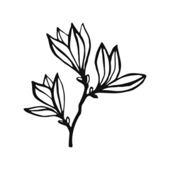 Hand drawn plants outline. Floral and leave element. Line art style isolated on white background.