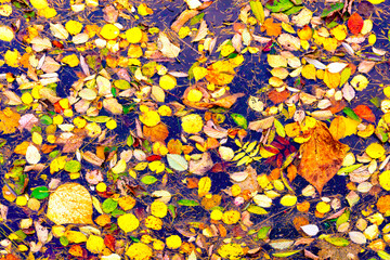 Texture of colorful autumn leaves on the water surface.