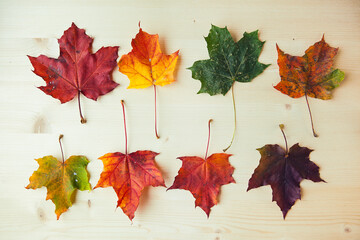 Multicolored maple leaves on wooden background. Colorful autumn leaf.