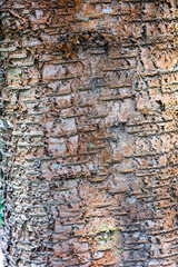 Natural texture of old cherry tree bark. Tree bark texture