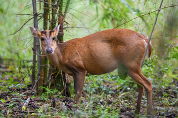 Barking deer or rib-faced deer are small deer of the genus Muntiacus native to south Asia.Due to the bark-like sound that it makes as an alarm when danger is present called as barking deer.