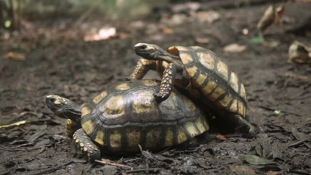Couple of tortoise Geochelone carbonaria copulating. Bringing new life to the world in nature