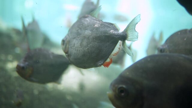 Silver pirnaha from the amazon swimming around in an aquarium.