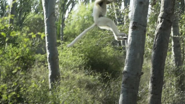 slow motion shot of white sifaka cringed to  the backside of a tree, jumps left to right, lands on another tree, climbs up