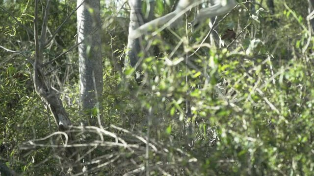 slow motion shot of white sifaka cringed to a tree, giant leap left to right using tail for balance