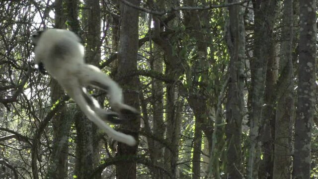 slow motion shot of white sifaka cringed to a tree, taking a big leap right to left, flying out of the frame