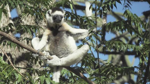 two white sifakas on a branch of a tree, one performing a short leap, medium shot