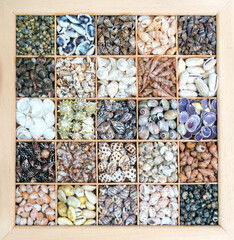 Decorative texture of multicolored seashells.