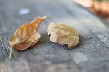 Leaf on a wooden background