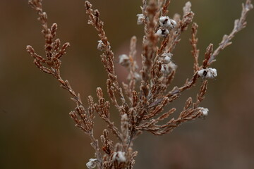 heather plant