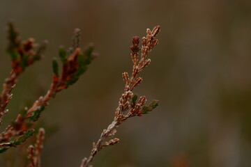 heather plant