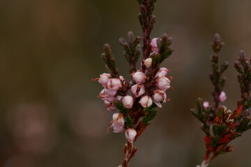 heather plant