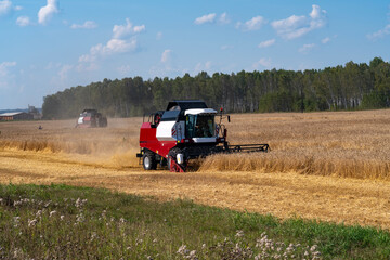 Fototapeta premium The red and white harvester is harvesting yellow wheat.