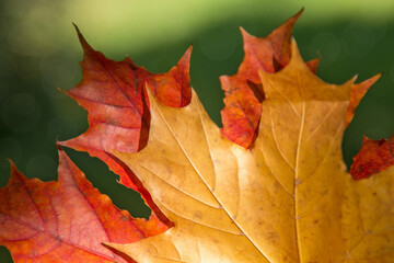 Bright red and yellow autumn leaf on a green background.