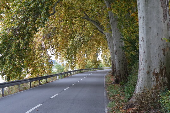 Tunnel like maple tree alley in autum,n Altrip, Germany