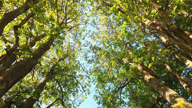 A low angle footage of white alder (Alnus rhombifolia) trees with moving leaves by the wind under the blue sky