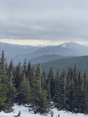 Majestic winter trees glowing by sunlight. Picturesque and gorgeous wintry scene. Location place Carpathian national park, Ukraine, Europe.
