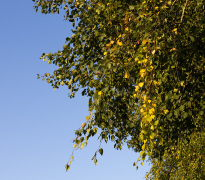 Żółte liście na brzozie, pierwsze oznaki jesieni na dzrewie