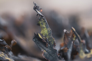 algae, seaweed on rocks