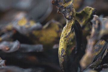 algae, seaweed on rocks